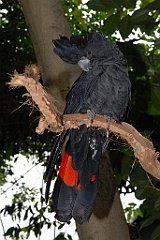 0772 Wildlife Habitat Port Douglas